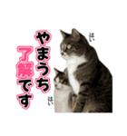 ねこ兄弟は今日も行く2（個別スタンプ：13）