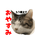 ねこ兄弟は今日も行く2（個別スタンプ：16）