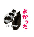 ねこ兄弟は今日も行く2（個別スタンプ：18）