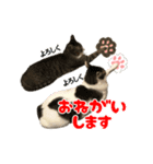 ねこ兄弟は今日も行く2（個別スタンプ：19）