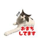 ねこ兄弟は今日も行く2（個別スタンプ：20）