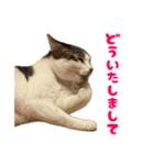 ねこ兄弟は今日も行く2（個別スタンプ：21）