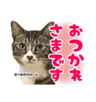ねこ兄弟は今日も行く2（個別スタンプ：22）