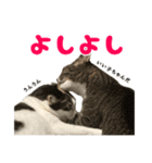 ねこ兄弟は今日も行く2（個別スタンプ：23）