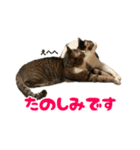 ねこ兄弟は今日も行く2（個別スタンプ：26）