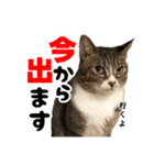ねこ兄弟は今日も行く2（個別スタンプ：27）