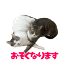 ねこ兄弟は今日も行く2（個別スタンプ：28）