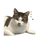 ねこ兄弟は今日も行く2（個別スタンプ：29）