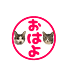 ねこ兄弟は今日も行く2（個別スタンプ：37）