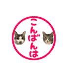 ねこ兄弟は今日も行く2（個別スタンプ：39）