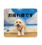 まるぷー 두부（トゥブ）-4（個別スタンプ：1）