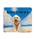 まるぷー 두부（トゥブ）-4（個別スタンプ：2）