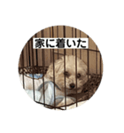 まるぷー 두부（トゥブ）-4（個別スタンプ：7）