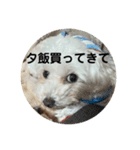 まるぷー 두부（トゥブ）-4（個別スタンプ：8）