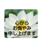 お悔やみの言葉②訃報.法事.法要シンプル蓮（個別スタンプ：1）