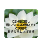 お悔やみの言葉②訃報.法事.法要シンプル蓮（個別スタンプ：11）