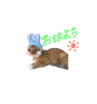 えらい家のいぬとねこ（個別スタンプ：1）