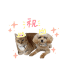 えらい家のいぬとねこ（個別スタンプ：5）