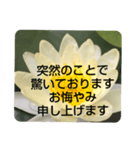 お悔やみの言葉③訃報.法事.法要シンプル蓮（個別スタンプ：15）