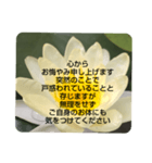 お悔やみの言葉③訃報.法事.法要シンプル蓮（個別スタンプ：30）