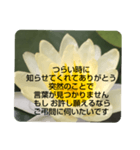 お悔やみの言葉③訃報.法事.法要シンプル蓮（個別スタンプ：35）