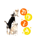 チワブラザーズ（個別スタンプ：1）