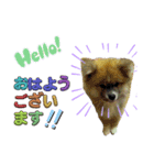 もふもふ秋田犬スタンプ。ラン＆レオ1（個別スタンプ：1）