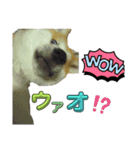 もふもふ秋田犬スタンプ。ラン＆レオ1（個別スタンプ：2）