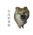 もふもふ秋田犬スタンプ。ラン＆レオ1（個別スタンプ：7）