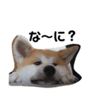 もふもふ秋田犬スタンプ。ラン＆レオ1（個別スタンプ：8）