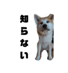 もふもふ秋田犬スタンプ。ラン＆レオ1（個別スタンプ：12）