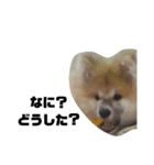 もふもふ秋田犬スタンプ。ラン＆レオ1（個別スタンプ：13）