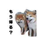 もふもふ秋田犬スタンプ。ラン＆レオ1（個別スタンプ：15）