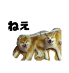もふもふ秋田犬スタンプ。ラン＆レオ1（個別スタンプ：16）