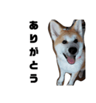 もふもふ秋田犬スタンプ。ラン＆レオ1（個別スタンプ：24）