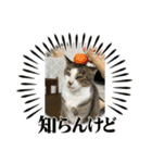 こむこむスタンプニャン（個別スタンプ：1）