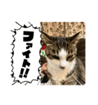 こむこむスタンプニャン（個別スタンプ：3）