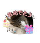 こむこむスタンプニャン（個別スタンプ：7）