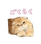 ネコのララちゃんスタンプ（個別スタンプ：6）