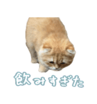 ネコのララちゃんスタンプ（個別スタンプ：7）