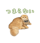 ネコのララちゃんスタンプ（個別スタンプ：13）