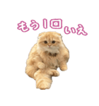ネコのララちゃんスタンプ（個別スタンプ：15）