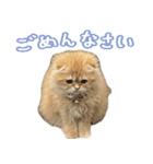 ネコのララちゃんスタンプ（個別スタンプ：16）