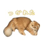 ネコのララちゃんスタンプ（個別スタンプ：19）