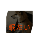 柴犬dog55<€（個別スタンプ：6）