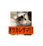 柴犬dog55<€（個別スタンプ：7）