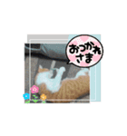 まいにちベル2（個別スタンプ：11）