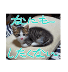 保護猫ミューちゃん（個別スタンプ：3）