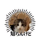 保護猫ミューちゃん（個別スタンプ：4）