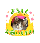 保護猫ミューちゃん（個別スタンプ：6）